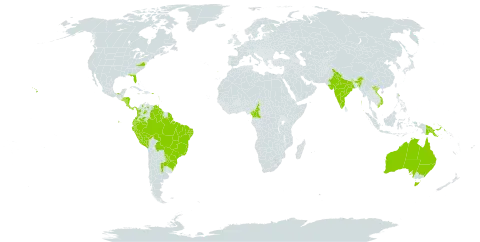 Centratherum punctatum world distribution map, present in Argentina, Australia, Bonaire, Sint Eustatius and Saba, Bolivia (Plurinational State of), Brazil, Barbados, Cameroon, Colombia, Costa Rica, Dominica, Ecuador, Guadeloupe, Equatorial Guinea, French Guiana, Guyana, Honduras, India, Saint Lucia, Mexico, Martinique, Nicaragua, Panama, Peru, Papua New Guinea, Puerto Rico, Portugal, Paraguay, El Salvador, Trinidad and Tobago, United States of America, Venezuela (Bolivarian Republic of), and Viet Nam