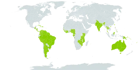 Centrosema molle world distribution map, present in Angola, Argentina, Antigua and Barbuda, Australia, Belize, Bolivia (Plurinational State of), Brazil, Barbados, Brunei Darussalam, China, Côte d'Ivoire, Cameroon, Colombia, Costa Rica, Cuba, Dominica, Dominican Republic, Fiji, Gabon, Ghana, Guinea, Guadeloupe, Guinea-Bissau, Equatorial Guinea, Grenada, Guatemala, French Guiana, Guyana, Haiti, Indonesia, India, Jamaica, Kenya, Liberia, Saint Lucia, Sri Lanka, Northern Mariana Islands, Mozambique, Martinique, Mauritius, Malaysia, Nigeria, Nicaragua, Niue, Nauru, Panama, Peru, Philippines, Papua New Guinea, Réunion, Singapore, Solomon Islands, Sierra Leone, El Salvador, Suriname, Seychelles, Togo, Thailand, Trinidad and Tobago, Taiwan, Province of China, Tanzania, United Republic of, Uganda, United States of America, Venezuela (Bolivarian Republic of), Zambia, and Zimbabwe