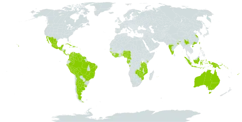 Centrosema pubescens world distribution map, present in Angola, Anguilla, Argentina, American Samoa, Antigua and Barbuda, Australia, Bahamas, Belize, Bermuda, Bolivia (Plurinational State of), Brazil, China, Côte d'Ivoire, Cameroon, Colombia, Costa Rica, Cuba, Cayman Islands, Dominica, Dominican Republic, Fiji, Gabon, Guernsey, Ghana, Guinea, Guadeloupe, Guinea-Bissau, Equatorial Guinea, Grenada, Guatemala, French Guiana, Guyana, Haiti, Indonesia, India, Jamaica, Kenya, Saint Kitts and Nevis, Liberia, Saint Lucia, Sri Lanka, Mexico, Northern Mariana Islands, Mozambique, Montserrat, Martinique, Mauritius, Nigeria, Nicaragua, Niue, Nauru, Panama, Peru, Papua New Guinea, Puerto Rico, Réunion, Singapore, Solomon Islands, Sierra Leone, El Salvador, Suriname, Seychelles, Togo, Trinidad and Tobago, Taiwan, Province of China, Tanzania, United Republic of, Uganda, Uruguay, United States of America, Venezuela (Bolivarian Republic of), Zambia, and Zimbabwe