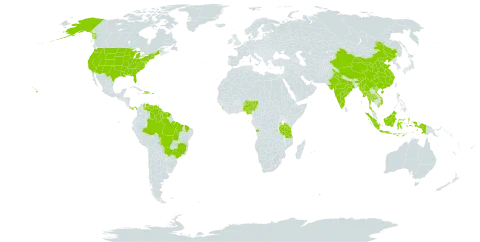 Centrosema vexillatum world distribution map, present in Angola, Bonaire, Sint Eustatius and Saba, Brazil, China, Dominican Republic, French Guiana, Guyana, Haiti, Indonesia, India, Sri Lanka, Myanmar, Martinique, Mauritius, Malaysia, Nigeria, Panama, Puerto Rico, Singapore, Suriname, Thailand, Trinidad and Tobago, Tanzania, United Republic of, United States of America, Venezuela (Bolivarian Republic of), and Viet Nam