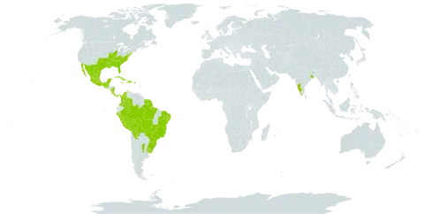 Centrosema virginianum world distribution map, present in Anguilla, Argentina, American Samoa, Antigua and Barbuda, Bahamas, Belize, Bermuda, Bolivia (Plurinational State of), Brazil, Colombia, Costa Rica, Cuba, Cayman Islands, Dominica, Dominican Republic, Guernsey, Ghana, Guadeloupe, Grenada, Guatemala, French Guiana, Haiti, India, Jamaica, Saint Kitts and Nevis, Saint Lucia, Mexico, Montserrat, Martinique, Mauritius, Nicaragua, Panama, Peru, Puerto Rico, Réunion, Singapore, Suriname, Uruguay, and United States of America