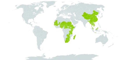 Centrostachys aquatica world distribution map, present in Burundi, Benin, Burkina Faso, Bangladesh, Botswana, Central African Republic, China, Ethiopia, Indonesia, Kenya, Cambodia, Lao People's Democratic Republic, Sri Lanka, Madagascar, Mali, Myanmar, Mauritania, Malaysia, Niger, Nigeria, Nepal, Rwanda, Sudan, Senegal, South Sudan, Chad, Thailand, Tanzania, United Republic of, Uganda, Viet Nam, South Africa, Zambia, and Zimbabwe