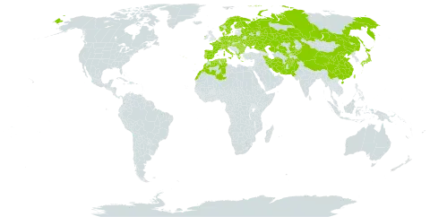 Cephalanthera longifolia world distribution map, present in Afghanistan, Albania, Austria, Bulgaria, Belarus, Switzerland, China, Czech Republic, Germany, Denmark, Algeria, Spain, Finland, France, Greece, Hungary, Ireland, Iran (Islamic Republic of), Italy, Japan, Kazakhstan, Kyrgyzstan, Morocco, Netherlands, Norway, Nepal, Pakistan, Palau, Poland, Portugal, Romania, Russian Federation, Sweden, Turks and Caicos Islands, Tunisia, Taiwan, Province of China, Ukraine, and Uzbekistan