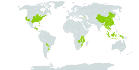 Cephalanthus world distribution map, present in Åland Islands, Bangladesh, Belize, China, Cuba, Georgia, Guatemala, Honduras, Indonesia, Lao People's Democratic Republic, Lesotho, Myanmar, Mozambique, Malaysia, Nicaragua, Paraguay, eSwatini, Thailand, Taiwan, Province of China, Tanzania, United Republic of, Uruguay, United States of America, Viet Nam, and Zambia