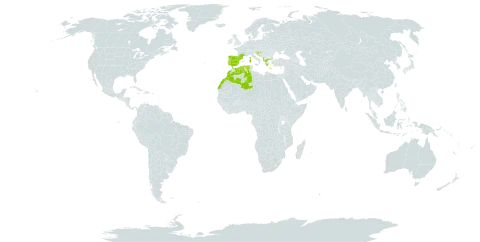 Cephalaria leucantha world distribution map, present in Albania, Bosnia and Herzegovina, Algeria, Spain, France, Gibraltar, Greece, Croatia, Italy, Morocco, Portugal, Serbia, and Slovenia