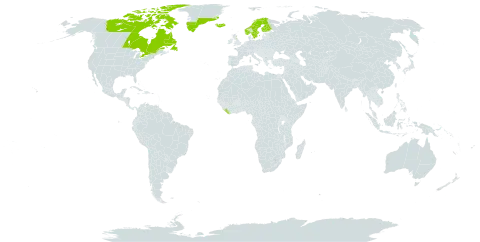 Cerastium arcticum world distribution map, present in Canada, Finland, United Kingdom of Great Britain and Northern Ireland, Greenland, Iceland, Liberia, Norway, and Sweden