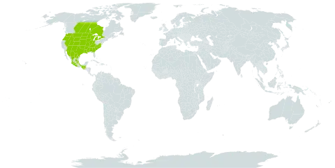 Cerastium brachypodum world distribution map, present in Canada, Guatemala, Mexico, and United States of America