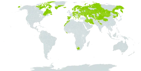 Cerastium cerastoides world distribution map, present in Afghanistan, Albania, Andorra, Armenia, Austria, Azerbaijan, Bulgaria, Canada, Switzerland, China, Germany, Spain, Finland, France, United Kingdom of Great Britain and Northern Ireland, Georgia, Greece, Greenland, Croatia, India, Iran (Islamic Republic of), Iraq, Iceland, Italy, Kazakhstan, Kyrgyzstan, Lebanon, Liberia, Liechtenstein, Morocco, North Macedonia, Montenegro, Mongolia, Norway, Nepal, Pakistan, Poland, Romania, Russian Federation, Slovakia, Sweden, Tajikistan, Ukraine, Uzbekistan, and South Africa