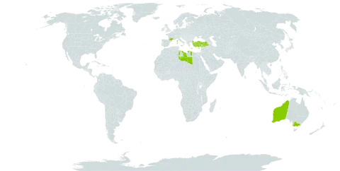 Cerastium comatum world distribution map, present in Australia, Cyprus, France, Greece, Lebanon, Libya, North Macedonia, and Turkey