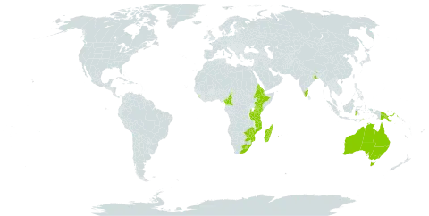 Cerastium lanceolatum world distribution map, present in Australia, Cameroon, Eritrea, Ethiopia, Equatorial Guinea, Indonesia, India, Kenya, Sri Lanka, Lesotho, Madagascar, Mozambique, Malawi, Papua New Guinea, Réunion, Timor-Leste, Tanzania, United Republic of, Uganda, South Africa, and Zimbabwe