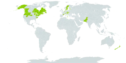 Cerastium tomentosum world distribution map, present in Austria, Canada, Switzerland, Czech Republic, Denmark, Estonia, France, United Kingdom of Great Britain and Northern Ireland, Croatia, Italy, Liechtenstein, Netherlands, New Zealand, Pakistan, Slovakia, Slovenia, Sweden, and United States of America