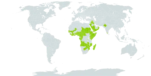 Ceratopteris cornuta world distribution map, present in Angola, Burundi, Benin, Burkina Faso, Botswana, Central African Republic, Côte d'Ivoire, Cameroon, Congo, Cabo Verde, Ethiopia, Gabon, Ghana, Guinea-Bissau, India, Iraq, Kenya, Liberia, Sri Lanka, Madagascar, Mali, Mozambique, Mayotte, Nigeria, Oman, Saudi Arabia, Sudan, Senegal, Sierra Leone, Somalia, eSwatini, Seychelles, Chad, Togo, Tanzania, United Republic of, Uganda, Yemen, Zambia, and Zimbabwe