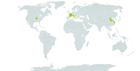 Ceratostigma plumbaginoides world distribution map, present in China, France, Croatia, Italy, Montenegro, Ukraine, and United States of America