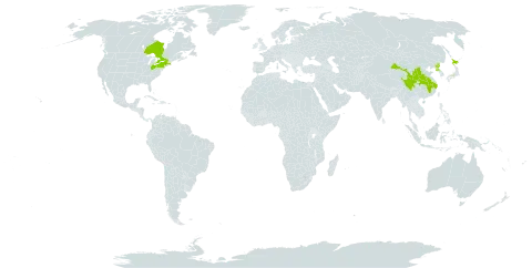 Cercidiphyllum japonicum world distribution map, present in Canada, China, Japan, Korea (Democratic People's Republic of), and United States of America