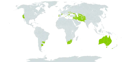 Cercis siliquastrum world distribution map, present in Afghanistan, Albania, Argentina, Armenia, Australia, Azerbaijan, Bulgaria, Brazil, Spain, France, Greece, India, Iran (Islamic Republic of), Iraq, Israel, Italy, Jordan, Lebanon, Moldova (Republic of), Malta, Mauritius, New Zealand, Pakistan, Portugal, Russian Federation, Syrian Arab Republic, Tajikistan, Turkmenistan, Ukraine, United States of America, Uzbekistan, and South Africa