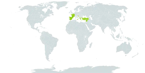 Cerinthe minor subsp. auriculata world distribution map, present in Albania, Bosnia and Herzegovina, Spain, France, Greece, Croatia, Italy, Lebanon, Syrian Arab Republic, and Turkey