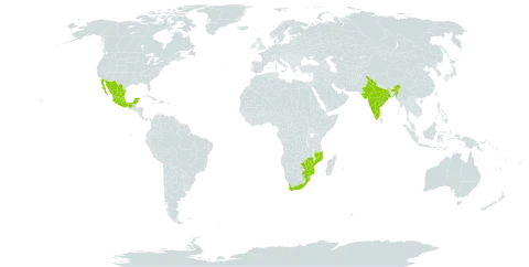 Ceropegia linearis subsp. woodii world distribution map, present in India, Mexico, Mozambique, eSwatini, South Africa, and Zimbabwe