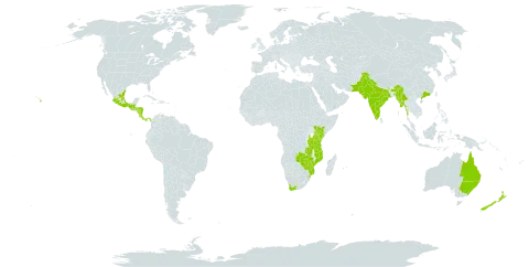 Cestrum aurantiacum world distribution map, present in Australia, China, Costa Rica, Spain, Guatemala, Honduras, India, Kenya, Mexico, Myanmar, Mozambique, Mauritius, Nicaragua, Nepal, New Zealand, Pakistan, Panama, Réunion, eSwatini, Tanzania, United Republic of, United States of America, Venezuela (Bolivarian Republic of), South Africa, Zambia, and Zimbabwe