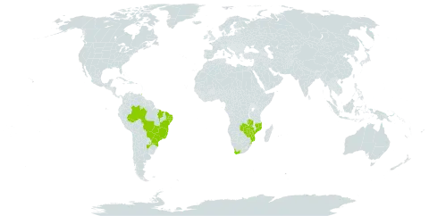 Cestrum axillare world distribution map, present in Argentina, Brazil, Mozambique, Paraguay, Sao Tome and Principe, eSwatini, Trinidad and Tobago, South Africa, Zambia, and Zimbabwe