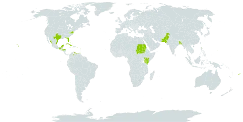 Cestrum diurnum world distribution map, present in American Samoa, Bangladesh, Bahamas, Cook Islands, Cuba, Cayman Islands, Dominica, Fiji, Micronesia (Federated States of), Guadeloupe, Grenada, Guam, Honduras, Jamaica, Kenya, Mexico, Pakistan, Puerto Rico, Sudan, Tonga, Trinidad and Tobago, United States of America, and Venezuela (Bolivarian Republic of)