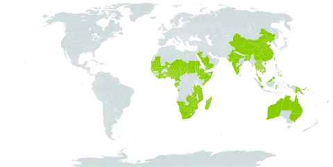 Chamaecrista mimosoides world distribution map, present in Angola, Australia, Burundi, Benin, Burkina Faso, Bangladesh, Bhutan, Botswana, China, Côte d'Ivoire, Cameroon, Ethiopia, Fiji, Gabon, Ghana, Guinea, Guinea-Bissau, Indonesia, India, Kenya, Cambodia, Lao People's Democratic Republic, Liberia, Sri Lanka, Madagascar, Mali, Northern Mariana Islands, Mozambique, Mauritania, Mauritius, Malawi, Malaysia, Namibia, Niger, Nigeria, Niue, Nepal, Philippines, Papua New Guinea, Réunion, Saudi Arabia, Sudan, Senegal, Singapore, Sierra Leone, Somalia, Seychelles, Chad, Togo, Thailand, Tonga, Taiwan, Province of China, Tanzania, United Republic of, Uganda, United States of America, Viet Nam, Yemen, South Africa, Zambia, and Zimbabwe