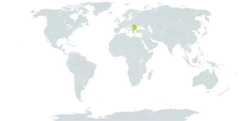 Chamaecytisus leiocarpus world distribution map, present in Albania, Bulgaria, Greece, Romania, and Ukraine