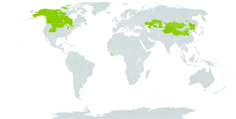 Chamaerhodos erecta world distribution map, present in Canada, China, Kazakhstan, Liberia, Mongolia, Korea (Democratic People's Republic of), and United States of America