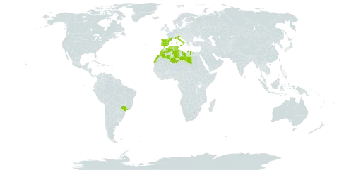 Chamaerops humilis world distribution map, present in Brazil, Dominica, Algeria, Spain, France, Italy, Libya, Morocco, Portugal, and Tunisia