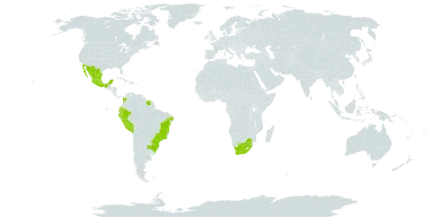 Chamissoa acuminata world distribution map, present in Argentina, Brazil, Colombia, Ecuador, Sri Lanka, Mexico, Peru, Paraguay, Suriname, and South Africa