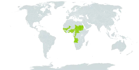 Chasmopodium caudatum world distribution map, present in Angola, Benin, Central African Republic, Congo, Ghana, Guinea, Guinea-Bissau, Liberia, Mali, Nigeria, Sudan, Senegal, Sierra Leone, Chad, and Togo