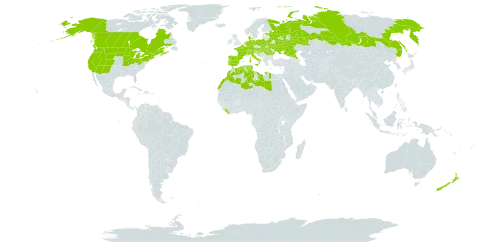 Chenopodium capitatum world distribution map, present in Austria, Belarus, Canada, Switzerland, Germany, Denmark, Algeria, Spain, Estonia, France, United Kingdom of Great Britain and Northern Ireland, Croatia, Hungary, Italy, Liberia, Libya, Morocco, Netherlands, New Zealand, Poland, Portugal, Romania, Russian Federation, Slovakia, Tunisia, Ukraine, and United States of America