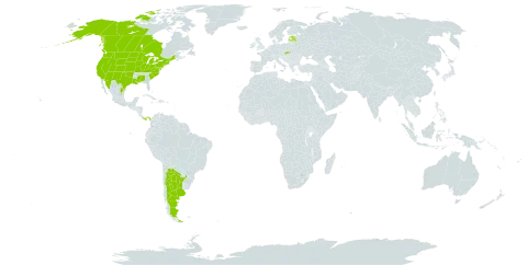 Chenopodium desiccatum var. leptophylloides world distribution map, present in Argentina, Canada, Estonia, Latvia, Mexico, Panama, Slovakia, and United States of America