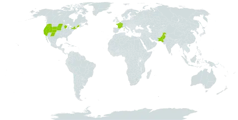 Chenopodium foliosum world distribution map, present in France, Pakistan, and United States of America