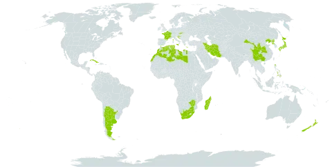 Chenopodium giganteum world distribution map, present in Argentina, China, Cuba, Algeria, Spain, France, Greece, Croatia, India, Iran (Islamic Republic of), Italy, Japan, Libya, Morocco, Madagascar, Malta, Nepal, New Zealand, Philippines, Korea (Democratic People's Republic of), Portugal, Slovakia, eSwatini, Tunisia, South Africa, and Zimbabwe