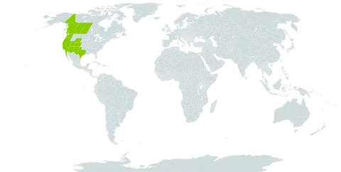 Chenopodium hians world distribution map, present in Canada, Mexico, and United States of America