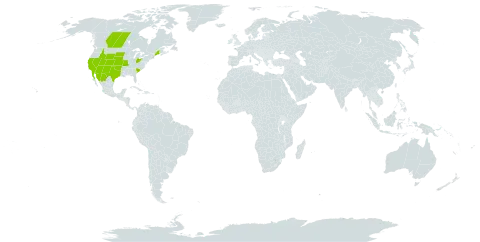 Chenopodium incanum world distribution map, present in Canada, Mexico, and United States of America