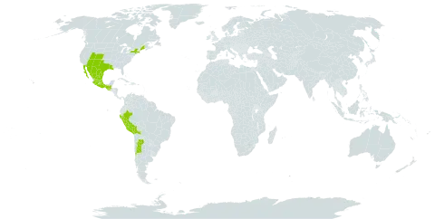 Chenopodium incisum world distribution map, present in Argentina, Bolivia (Plurinational State of), Chile, Guatemala, Mexico, Peru, and United States of America