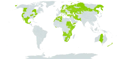 Chenopodium opulifolium world distribution map, present in Angola, Anguilla, Albania, Australia, Austria, Azerbaijan, Belgium, Bulgaria, Bosnia and Herzegovina, Botswana, Canada, Switzerland, Cyprus, Czech Republic, Germany, Denmark, Algeria, Eritrea, Spain, Estonia, Ethiopia, France, United Kingdom of Great Britain and Northern Ireland, Gibraltar, Greece, Croatia, Hungary, India, Iran (Islamic Republic of), Israel, Italy, Kazakhstan, Kenya, Kuwait, Lebanon, Liberia, Latvia, Morocco, Mexico, North Macedonia, Malta, Montenegro, Mozambique, Mauritius, Nepal, New Zealand, Pakistan, Poland, Portugal, Réunion, Romania, Russian Federation, Saudi Arabia, Sudan, Somalia, Serbia, South Sudan, Slovakia, Slovenia, Sweden, eSwatini, Syrian Arab Republic, Turkmenistan, Tunisia, Turkey, Tanzania, United Republic of, Uganda, Ukraine, United States of America, Yemen, South Africa, Zambia, and Zimbabwe