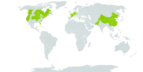 Chenopodium strictum world distribution map, present in Canada, China, Czech Republic, Germany, Estonia, France, Greece, Pakistan, and United States of America