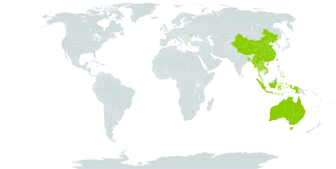 Chionanthus ramiflorus world distribution map, present in Andorra, Australia, Bangladesh, China, Indonesia, Lao People's Democratic Republic, Moldova (Republic of), Myanmar, Nepal, Philippines, Solomon Islands, Thailand, Taiwan, Province of China, Viet Nam, and Vanuatu