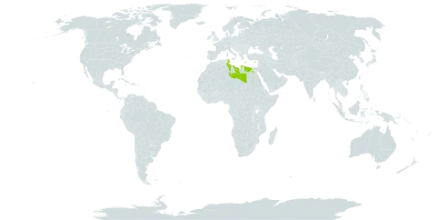 Chlamydophora tridentata world distribution map, present in Cyprus, Egypt, Greece, Israel, Libya, and Tunisia