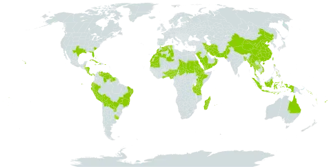 Chloris barbata world distribution map, present in Aruba, Andorra, Australia, Benin, Bangladesh, Bahamas, Belize, Bermuda, Bolivia (Plurinational State of), Brazil, China, Costa Rica, Cuba, Cayman Islands, Djibouti, Dominica, Algeria, Ecuador, Eritrea, Ethiopia, Fiji, Ghana, Guyana, Honduras, Haiti, Indonesia, Iran (Islamic Republic of), Jamaica, Kenya, Kuwait, Morocco, Madagascar, Myanmar, Mauritania, Mauritius, Nigeria, Nicaragua, Nauru, Oman, Pakistan, Panama, Peru, Philippines, Palau, Puerto Rico, Paraguay, Réunion, Saudi Arabia, Sudan, Solomon Islands, Suriname, Seychelles, Chad, Togo, Thailand, Tokelau, Tonga, Taiwan, Province of China, Tanzania, United Republic of, Uruguay, United States of America, Venezuela (Bolivarian Republic of), Viet Nam, Vanuatu, Wallis and Futuna, Samoa, and Yemen