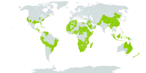 Chloris gayana world distribution map, present in Angola, Andorra, Australia, Benin, Burkina Faso, Bangladesh, Bahamas, Bolivia (Plurinational State of), Brazil, Botswana, Central African Republic, China, Cook Islands, Cabo Verde, Costa Rica, Cuba, Djibouti, Dominica, Algeria, Ecuador, Egypt, Eritrea, Ethiopia, Fiji, Ghana, Guinea, Gambia, Guinea-Bissau, Guatemala, Honduras, Haiti, Indonesia, Iraq, Jamaica, Kenya, Lesotho, Morocco, Madagascar, Mali, Myanmar, Mozambique, Mauritania, Mauritius, Malaysia, Namibia, Norfolk Island, Nigeria, Nicaragua, New Zealand, Oman, Pakistan, Peru, Philippines, Palau, Paraguay, Réunion, Rwanda, Saudi Arabia, Sudan, Senegal, Somalia, eSwatini, Chad, Tonga, Tunisia, Tanzania, United Republic of, Uganda, Uruguay, United States of America, Venezuela (Bolivarian Republic of), South Africa, Zambia, and Zimbabwe