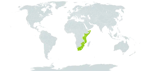 Chloris mossambicensis world distribution map, present in Kenya, Mozambique, Somalia, eSwatini, Tanzania, United Republic of, South Africa, and Zimbabwe