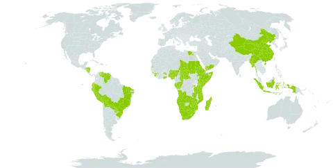 Chloris pycnothrix world distribution map, present in Angola, Burkina Faso, Bolivia (Plurinational State of), Brazil, Botswana, Central African Republic, China, Congo, Djibouti, Ecuador, Egypt, Eritrea, Ethiopia, Gabon, Ghana, Guinea, Honduras, Indonesia, Kenya, Lesotho, Madagascar, Myanmar, Mozambique, Mauritius, Namibia, Nigeria, Nicaragua, Peru, Palau, Paraguay, Réunion, Rwanda, Sudan, Sierra Leone, Somalia, eSwatini, Seychelles, Chad, Tanzania, United Republic of, Uganda, Venezuela (Bolivarian Republic of), Yemen, South Africa, Zambia, and Zimbabwe