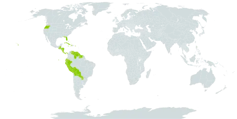 Chloris radiata world distribution map, present in Bahamas, Belize, Bermuda, Bolivia (Plurinational State of), Costa Rica, Cuba, Dominica, Ecuador, Guatemala, Guyana, Honduras, Haiti, Jamaica, Nicaragua, Panama, Peru, Puerto Rico, Paraguay, Suriname, Tonga, United States of America, and Venezuela (Bolivarian Republic of)