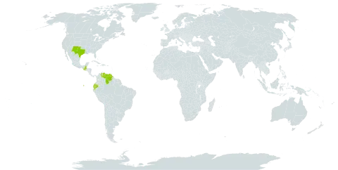 Chloris submutica world distribution map, present in Ecuador, Guatemala, United States of America, and Venezuela (Bolivarian Republic of)