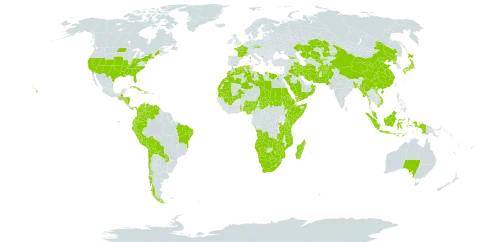 Chloris virgata world distribution map, present in Aruba, Afghanistan, Angola, Åland Islands, Andorra, Australia, Bangladesh, Bolivia (Plurinational State of), Brazil, Botswana, Chile, China, Colombia, Cabo Verde, Cuba, Czech Republic, Dominica, Algeria, Ecuador, Egypt, Eritrea, Ethiopia, France, Georgia, Guatemala, Honduras, Haiti, Indonesia, Iran (Islamic Republic of), Iraq, Japan, Kazakhstan, Kenya, Libya, Lesotho, Morocco, Madagascar, Mali, Myanmar, Montenegro, Mozambique, Mauritania, Malaysia, Namibia, Nigeria, Nicaragua, Nepal, Nauru, Oman, Pakistan, Panama, Peru, Palau, Korea (Democratic People's Republic of), Paraguay, Rwanda, Saudi Arabia, Sudan, Somalia, eSwatini, Seychelles, Chad, Togo, Tanzania, United Republic of, Uganda, United States of America, Uzbekistan, Venezuela (Bolivarian Republic of), Viet Nam, Yemen, South Africa, Zambia, and Zimbabwe