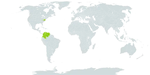 Chloroleucon mangense var. vincentis world distribution map, present in Colombia, United States of America, and Venezuela (Bolivarian Republic of)