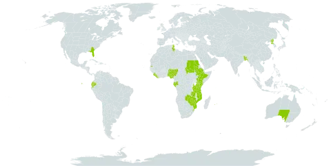 Chlorophytum comosum world distribution map, present in Andorra, Australia, Burkina Faso, Bangladesh, Ecuador, Ethiopia, Gabon, Kenya, Liberia, Mozambique, Mauritius, Norfolk Island, Nigeria, Nauru, Korea (Democratic People's Republic of), Réunion, Sudan, Sierra Leone, eSwatini, Seychelles, Tunisia, Tanzania, United Republic of, Uganda, United States of America, Zambia, and Zimbabwe